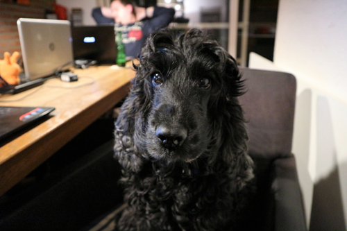 hondje