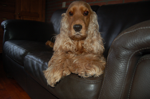Bijou
