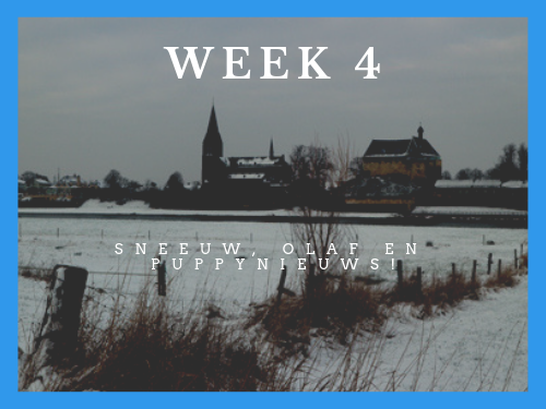Week 4: fotoshoot, sneeuw en puppy nieuws!