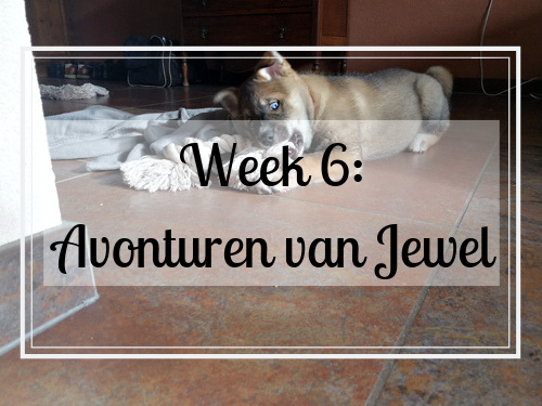 Week 6: avonturen met de kleine Jewel
