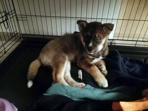 puppycursus