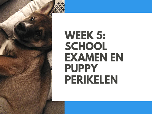 Week 5: schoolexamen en puppy perikelen