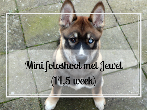 Mini fotoshoot met Jewel (14,5 week)
