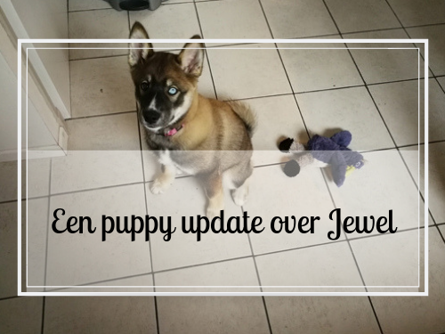 Een puppy update over Jewel