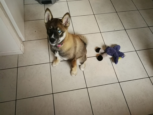 puppy update