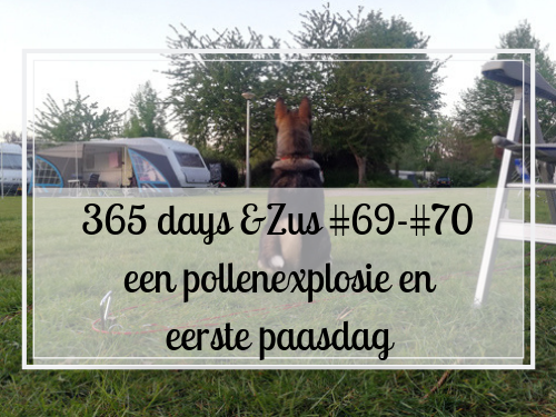 pollenexplosie
