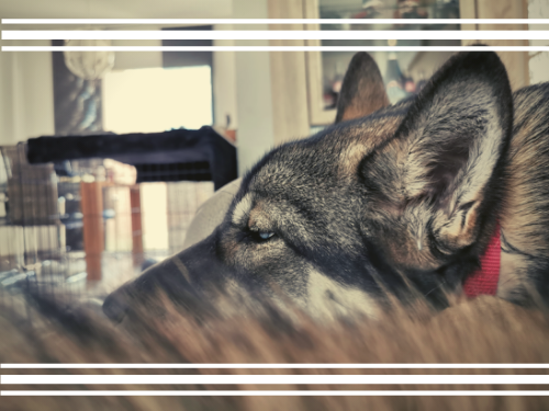 365 days &Zus #142-#143 een goede les op de puppycursus