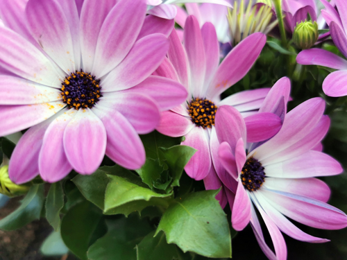 bloemen