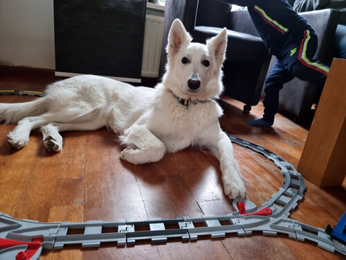 Duplo trein