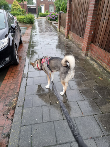 Jewel in de regen