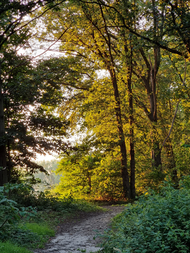 zonnetje in het bos